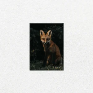 Zorro Salvaje en el Bosque - Imagen Principal