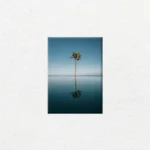 Palmera Solitaria en Reflejo - Imagen Principal