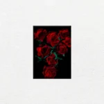 Rosas Rojas sobre Fondo Negro - Imagen Principal