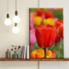 Tulipanes en Primavera - Imagen Galería 1