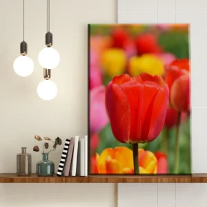 Tulipanes en Primavera - Imagen Galería 1