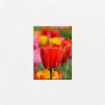 Tulipanes en Primavera - Imagen Principal