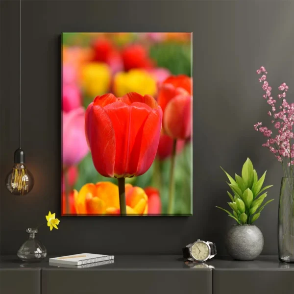 Tulipanes en Primavera - Imagen Galería 2