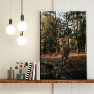 Ciervo en el Bosque Otoñal - Imagen Galería 1