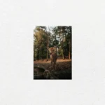 Ciervo en el Bosque Otoñal - Imagen Principal