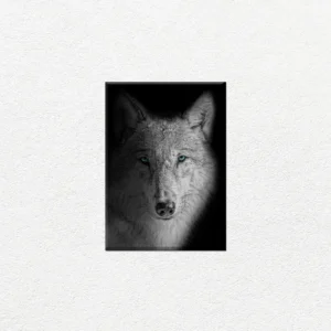 Lobo de Ojos Azules - Imagen Principal